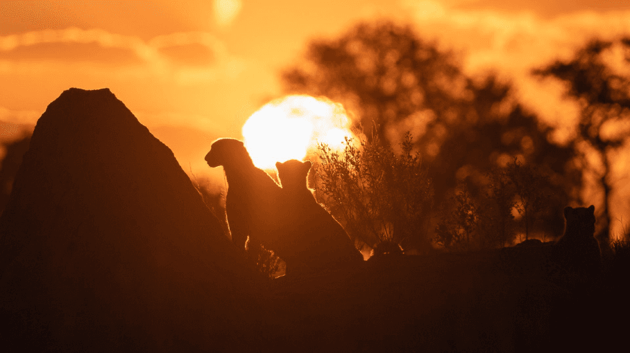 Big Cats 247 Succession