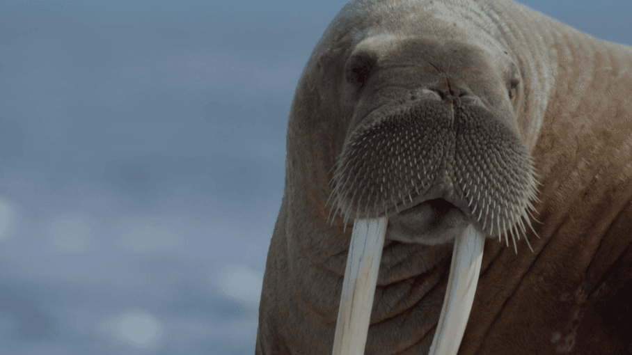 Nature Walrus Life on Thin Ice