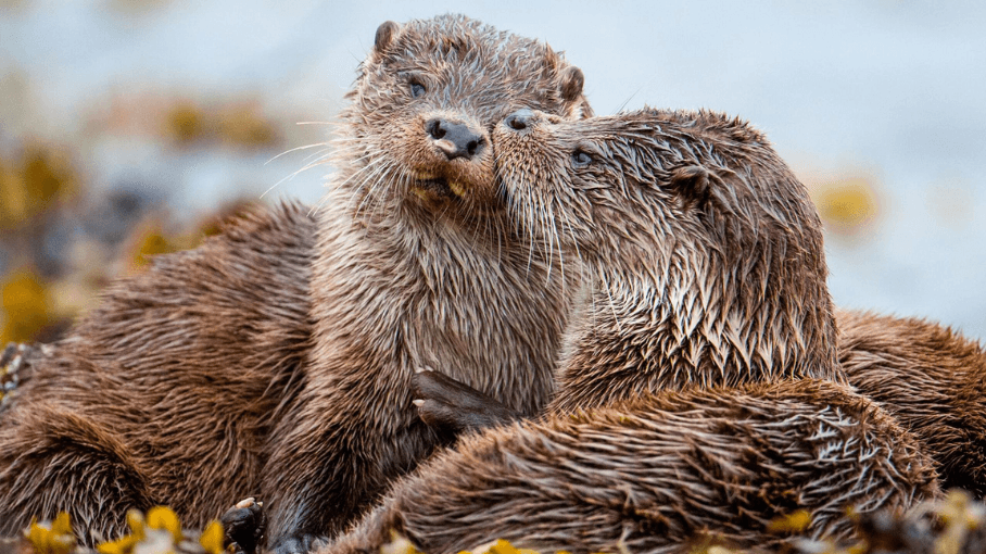 Nature Parenthood Oceans